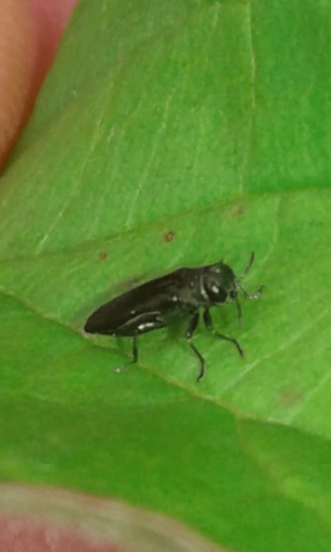 Buprestidae: Agrilus sp.? S.